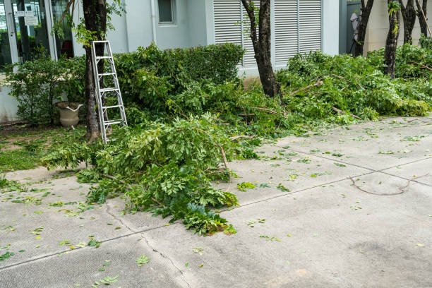 Best Palm Tree Trimming  in St James, NC